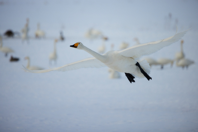 Canon RF 800 f11_19w.jpg