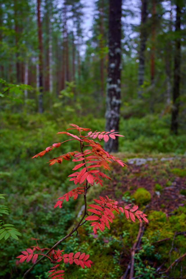 Nikon Z 24-50_4w.jpg