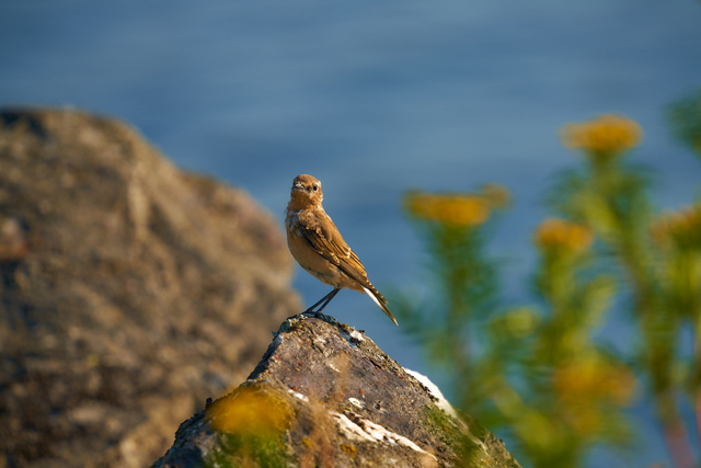 Sigma 150-600 DN_19w.jpg