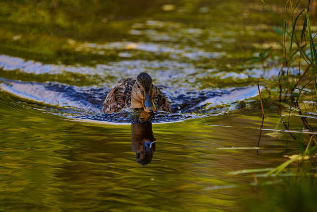 Nikon Z 400mm f4.5_6w.jpg