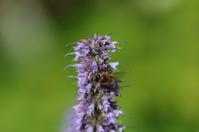 Canon RF 100-500_22w.jpg