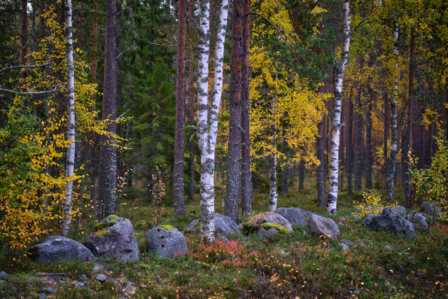 Fujifilm XF 56mm f1.2 WR_25w.jpg