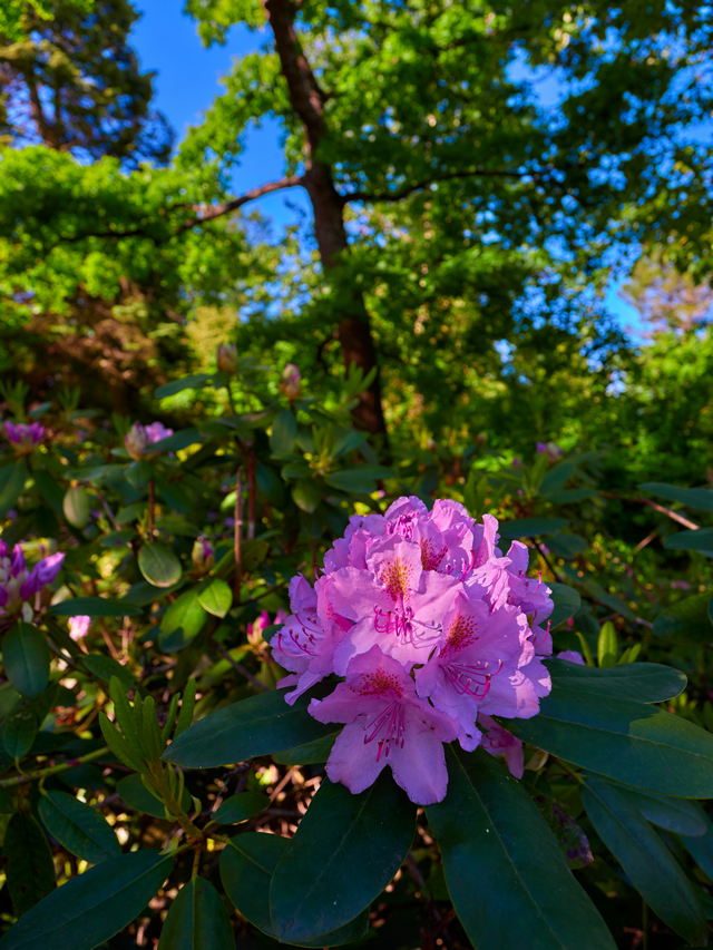 Olympus 8-25mm f4_21w.jpg