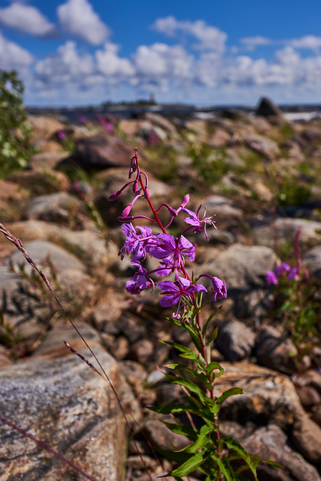 Sony E 10-20mm f4_9w.jpg