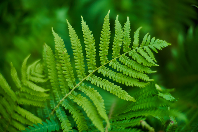 Laowa 33mm Argus_18w.jpg