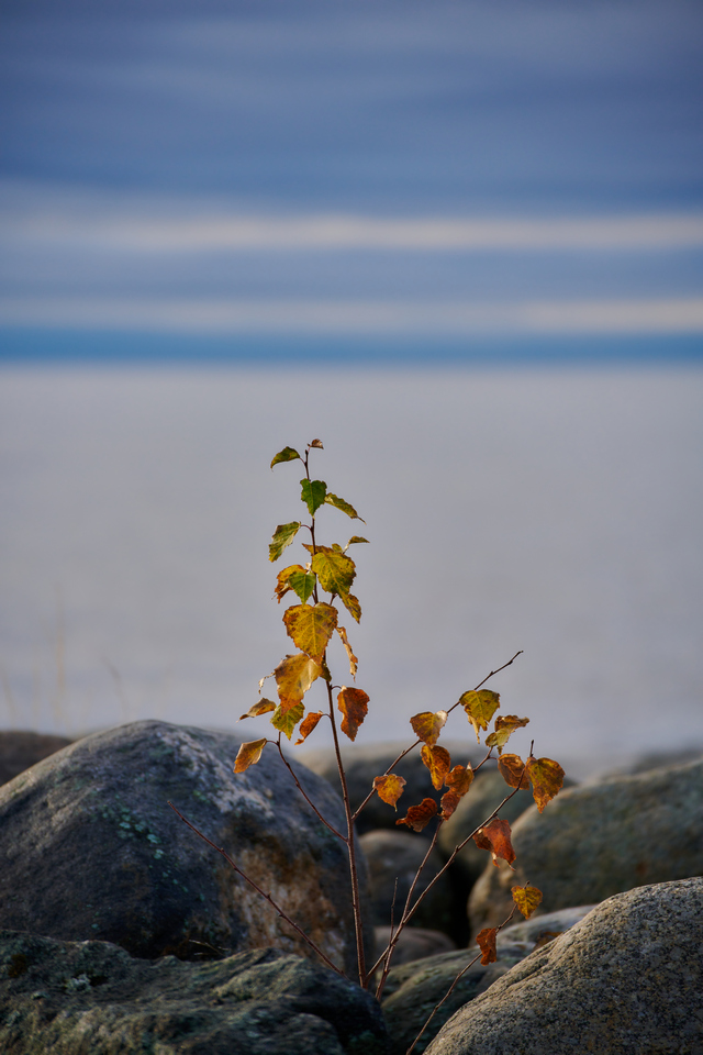 Tamron 70-300 Nikon Z_15w.jpg