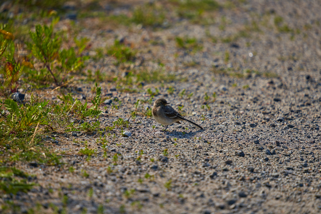 Sigma 150-600 DN_2w.jpg