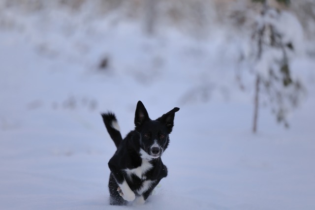 Canon EOS R3_31w.jpg