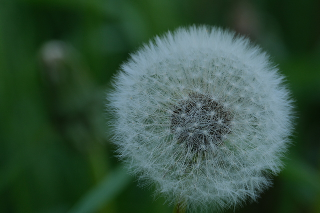 Fujifilm XF 150-600_20w.jpg