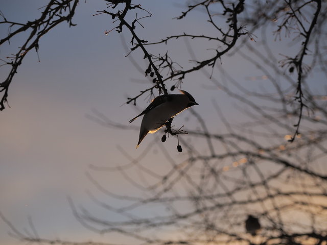 Olympus OM-1_14w.jpg