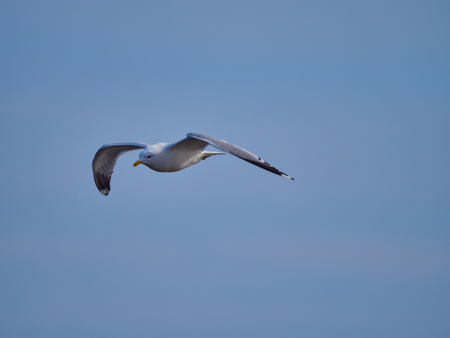 Olympus 150-400mm_5w.jpg