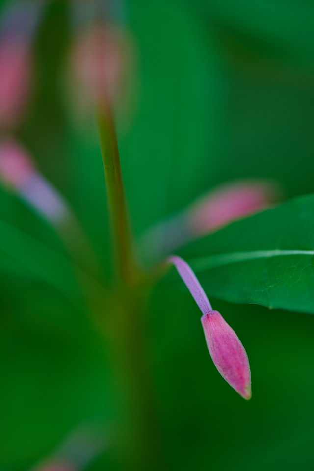 Nikon Z 105 f2.8_2w.jpg