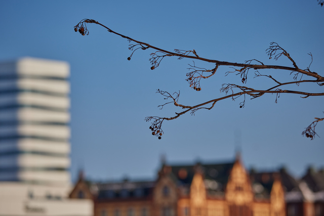 Canon RF 100-400mm_12w.jpg