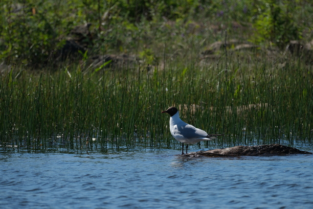 Fujifilm XF 150-600_16w.jpg