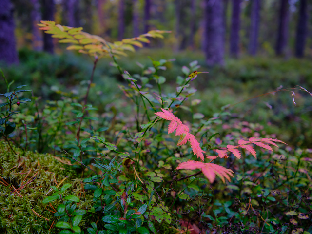 Fujifilm GFX 50s II_13w.jpg