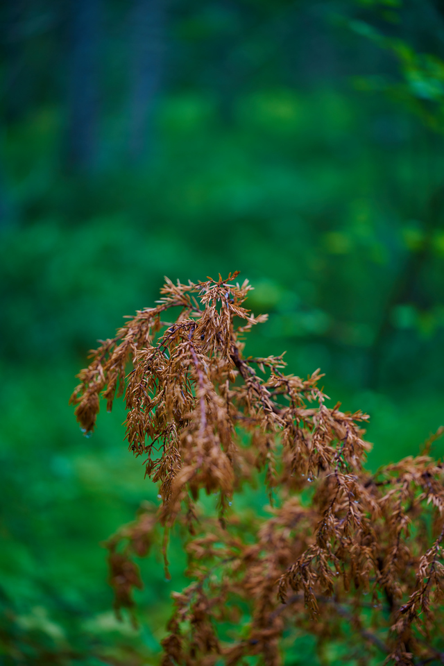 Nikon Z 105 f2.8_13w.jpg