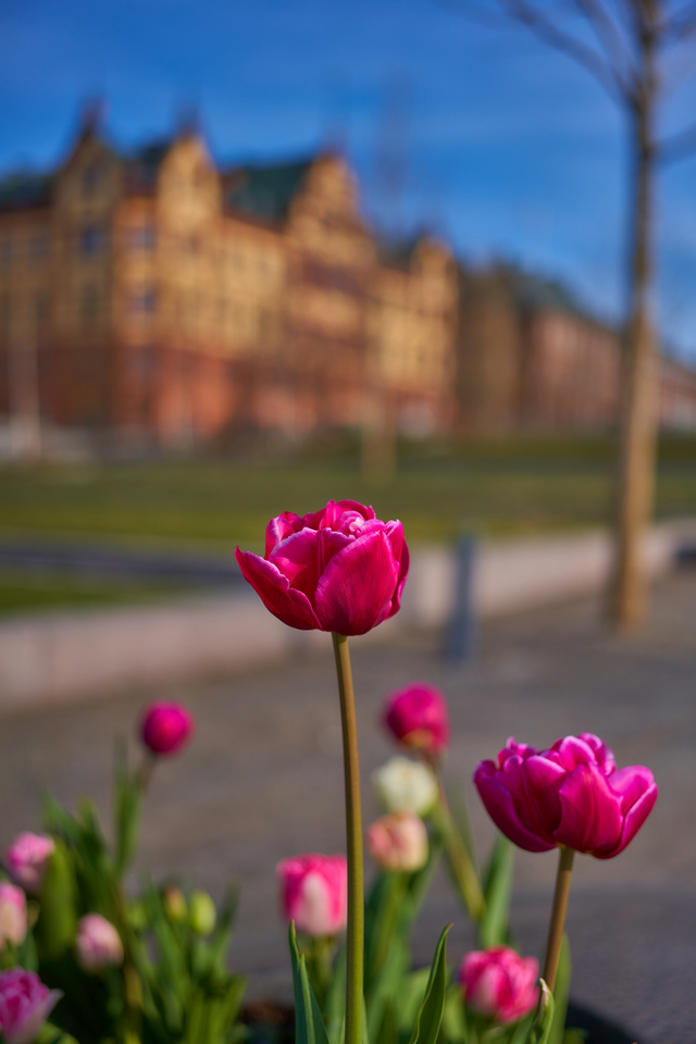 Sony 40mm f2.5_19w.jpg