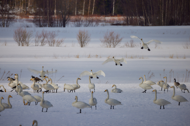 Canon RF 800 f11_23w.jpg