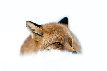 Magnus-winbjörk-fox_blogg.jpg