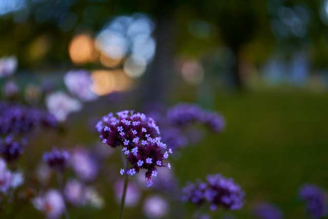 Voigtländer 35mm f2_20w.jpg