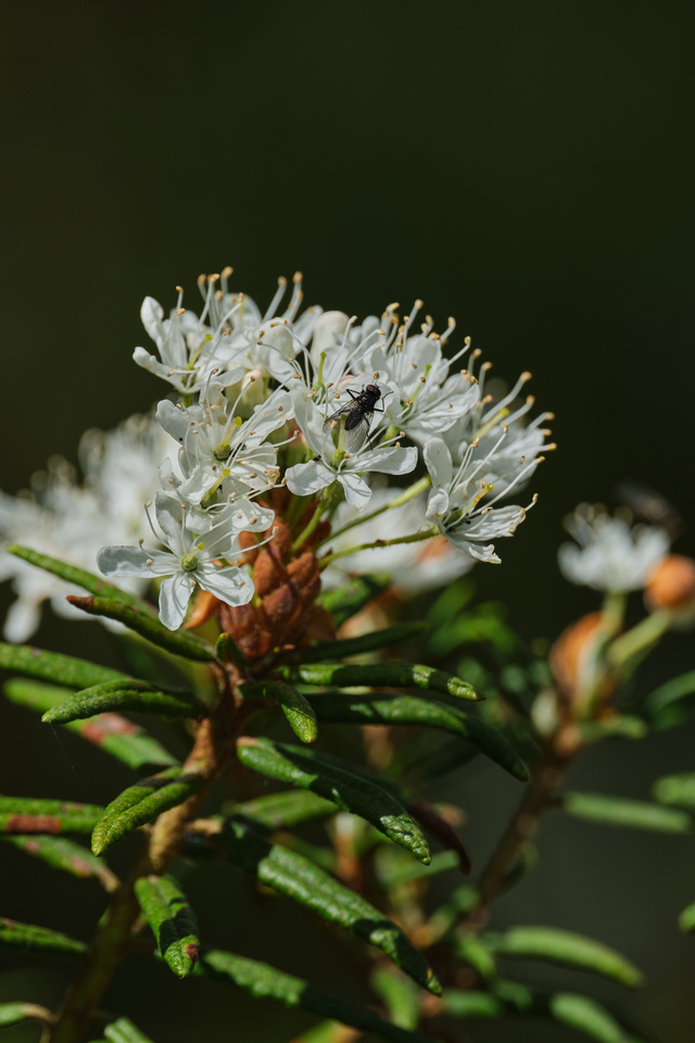 Fujifilm XF 150-600_12w.jpg