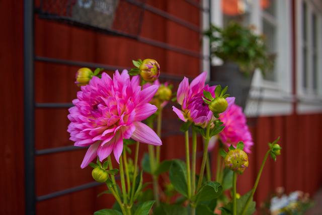 Tamron 28-200 sony_7w.jpg