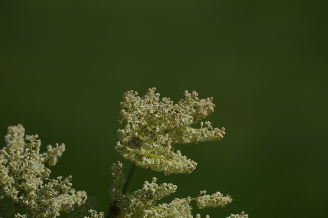 Fujifilm X-H2s_16w.jpg