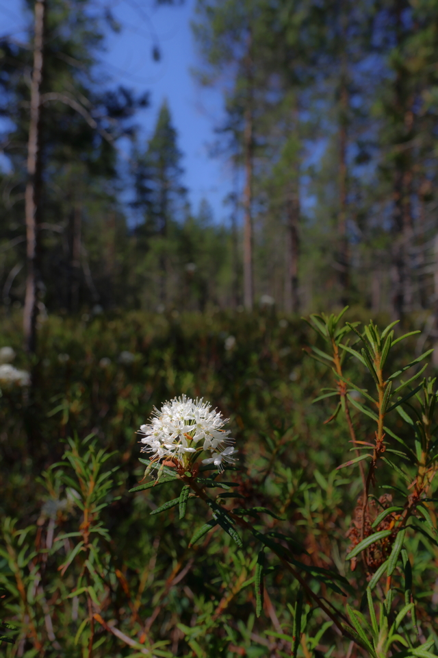 Canon EOS R7_18w.jpg