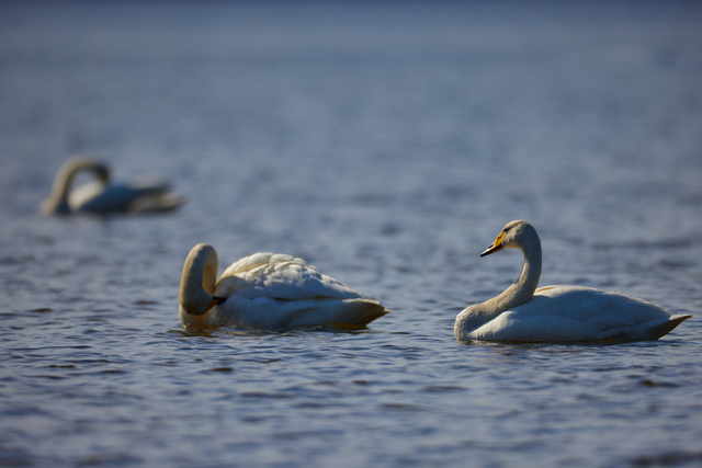 Canon RF 800mm f5.6_8w.jpg