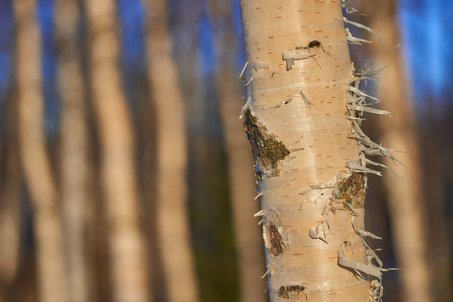 laowa 65 f2,8 macro_27w.jpg