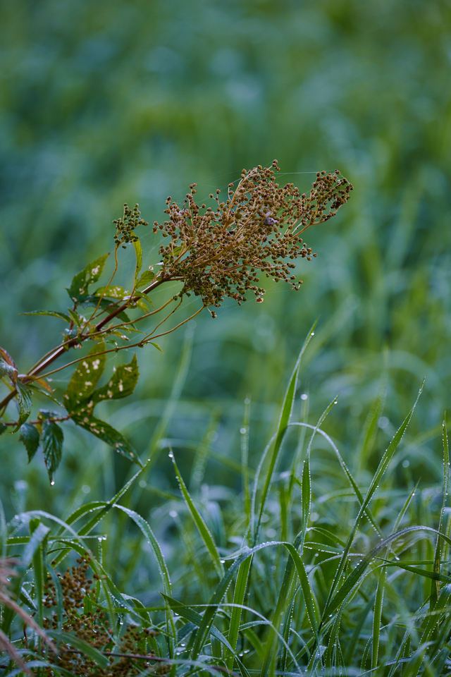 Nikon Z 400mm f4.5_16w.jpg