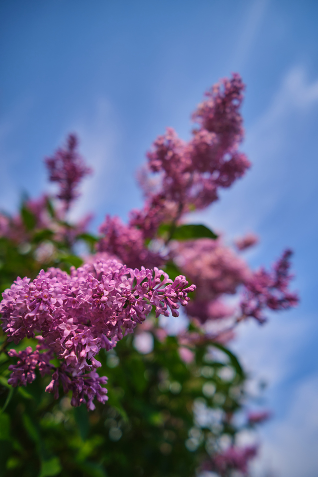 Viltrox 13mm f1.4_11w.jpg