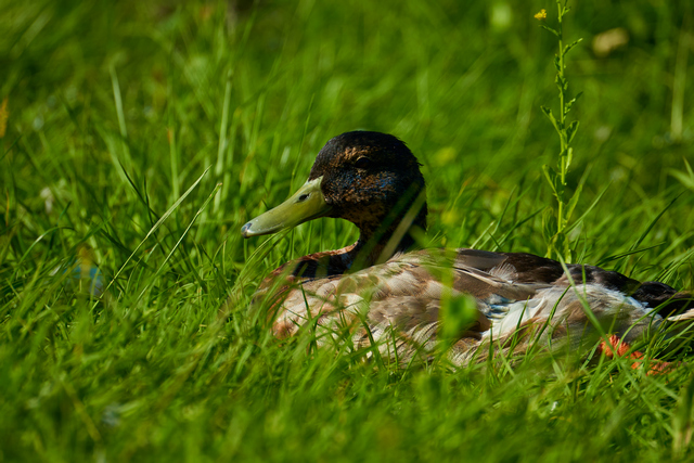 Tamron 150-300_14w.jpg