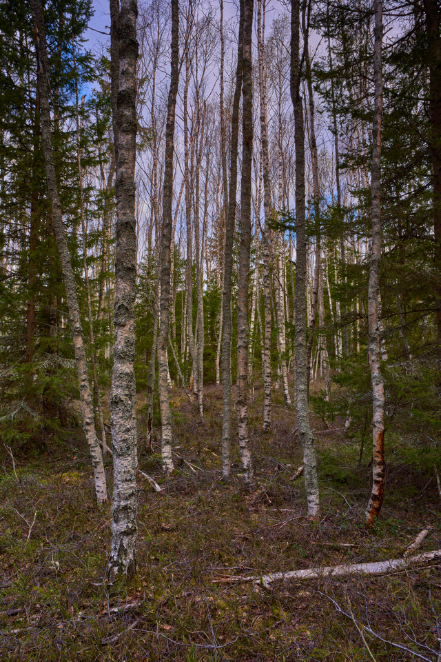 Samyang 24mm f1.8_3w.jpg