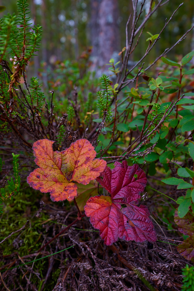 Canon RF 14-35 f4_4w.jpg