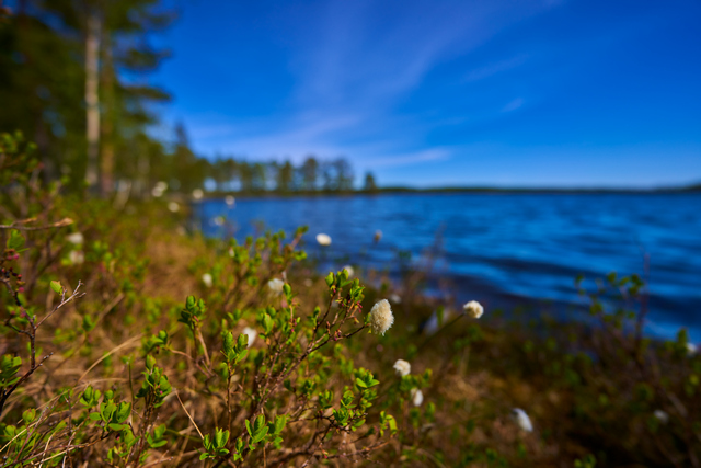 Sony 14mm f1.8_23w.jpg