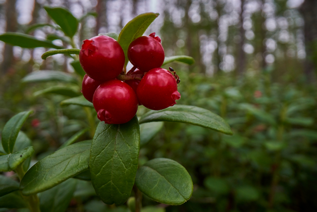 Laowa 24mm PeriProbe_10w.jpg