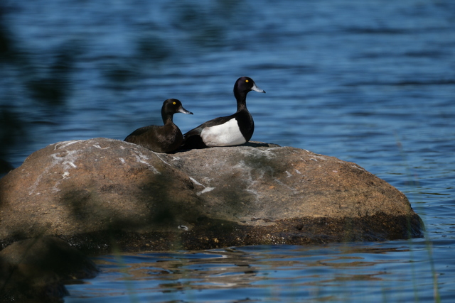 Fujifilm X-H2s_13w.jpg