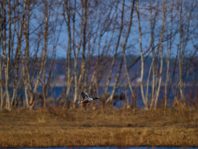 Olympus 150-400mm_18w.jpg