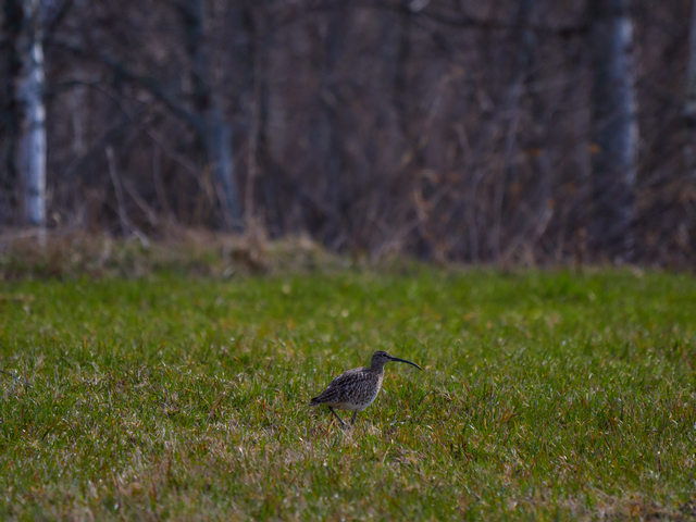 Olympus 150-400mm_26w.jpg