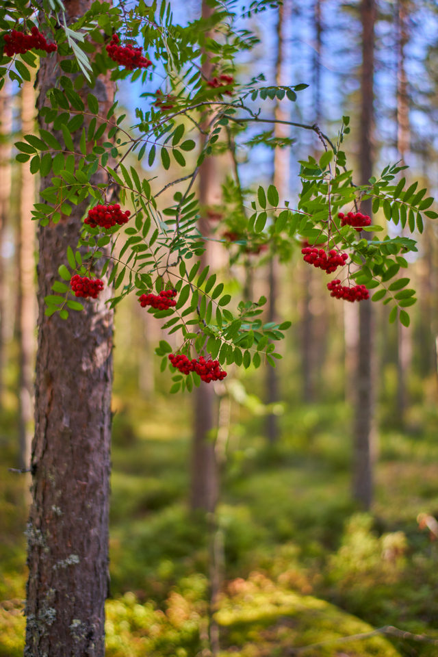 Voigtländer 35mm f1.2_2w.jpg