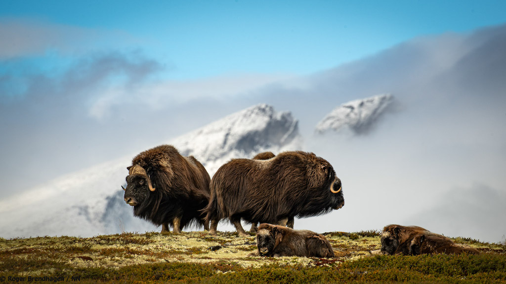 Myskoxar - fotokurs-3.jpg