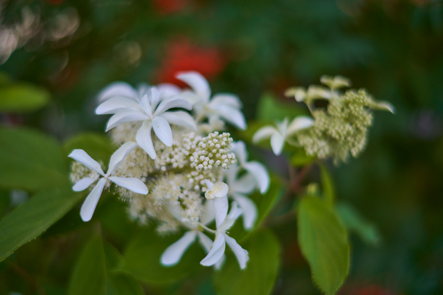 Voigtländer 35mm f1.2_1w.jpg