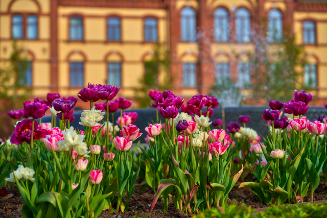 Samyang 75mm f1,8_6w.jpg