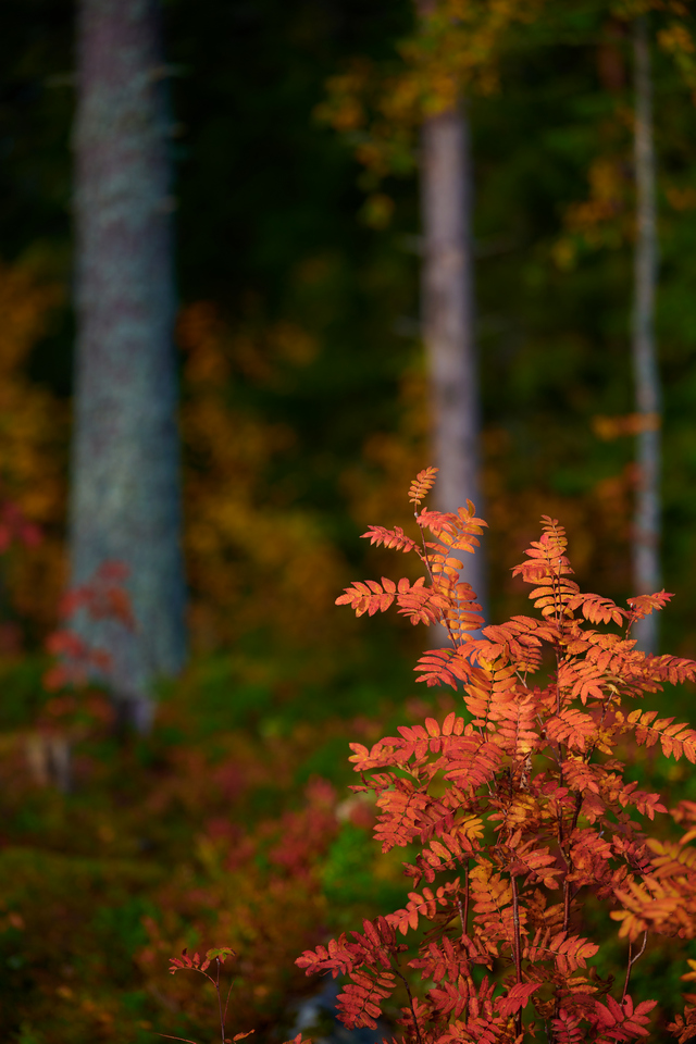 Nikon Z 70-200 f2.8_6w.jpg