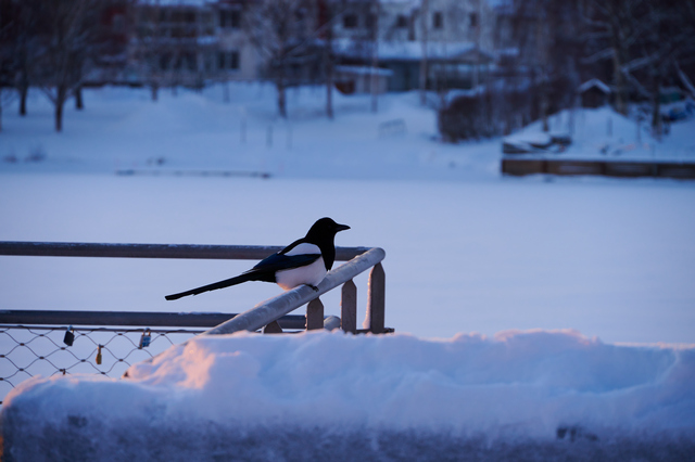 Nikon Z 18-140mm_12w.jpg