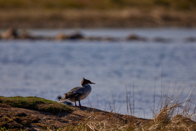 Canon RF 1200 f8_6w.jpg