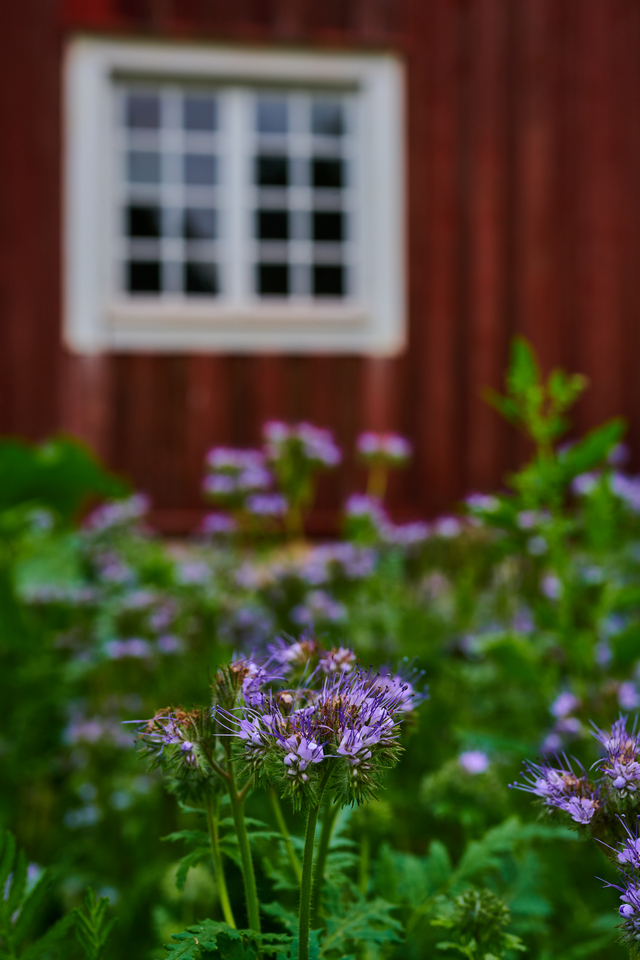 Nikon Z 50mm macro_21w.jpg