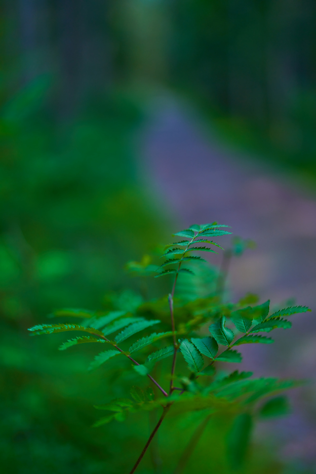 Sony 50mm f1.2_24w.jpg