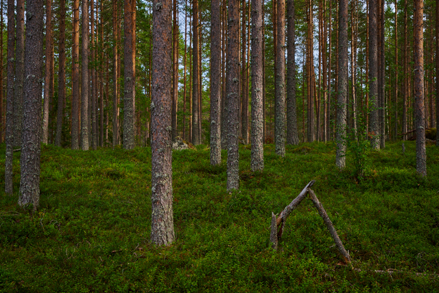 Nikon Z 24-50_1w.jpg